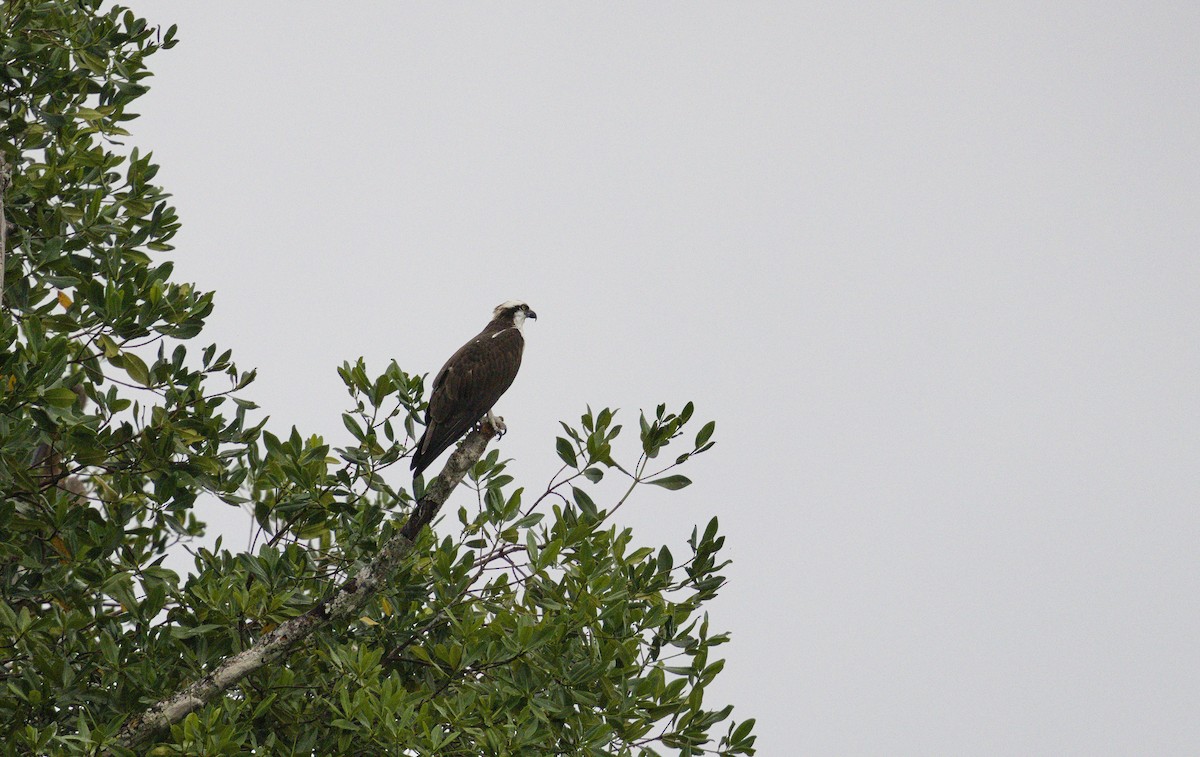 fiskeørn - ML647871061