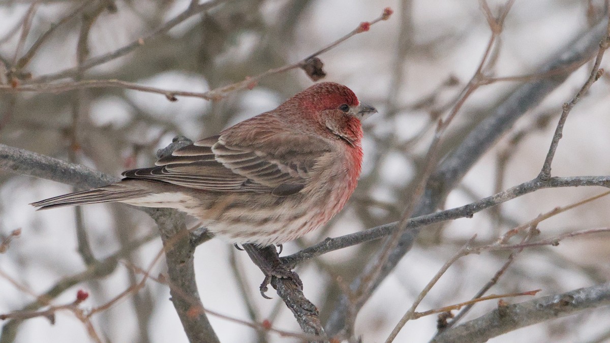 husrosenfink - ML647871063