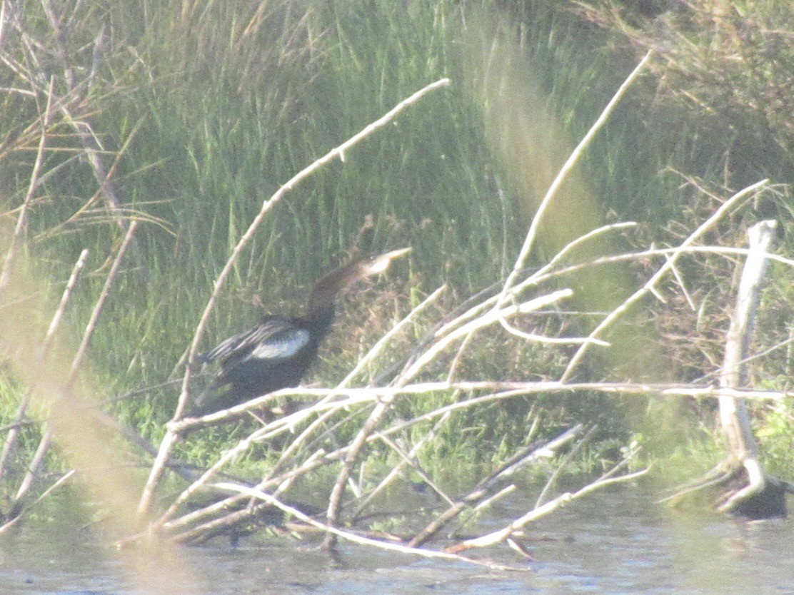 amerikaslangehals - ML647871064