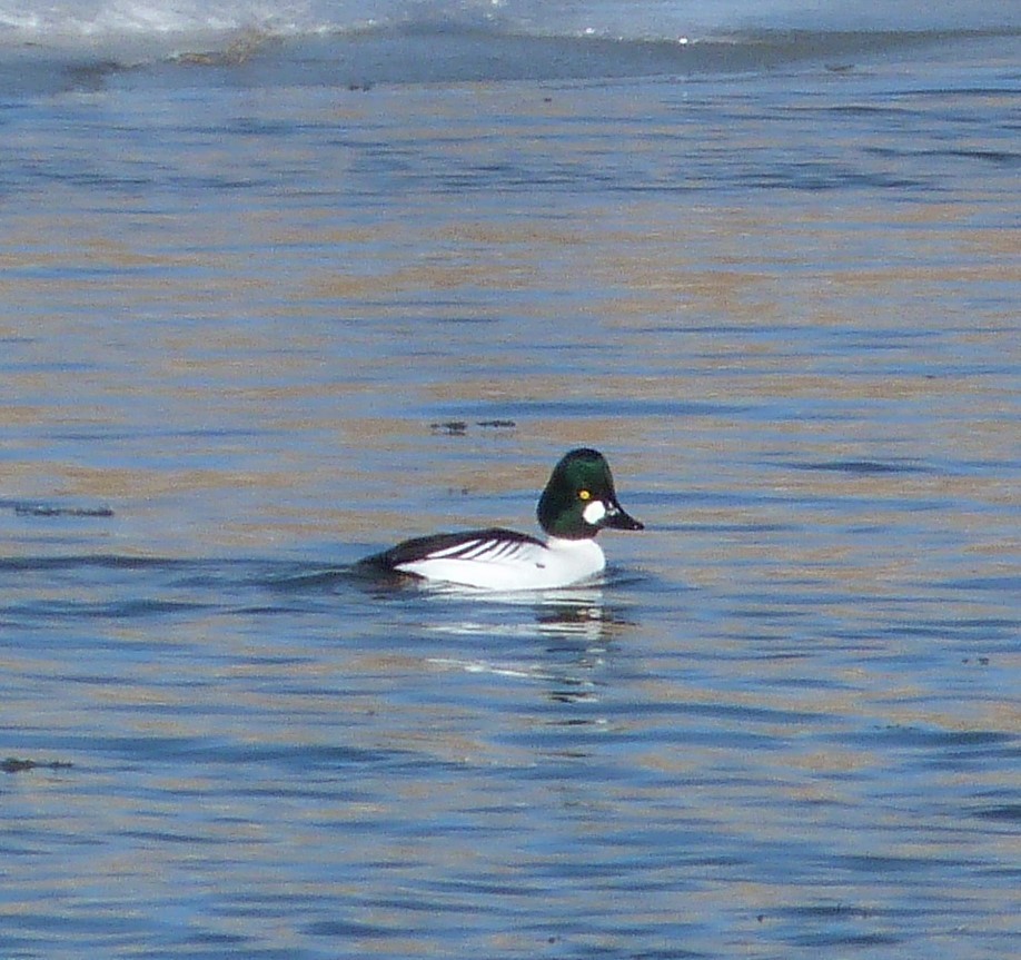 kvinand - ML647871065