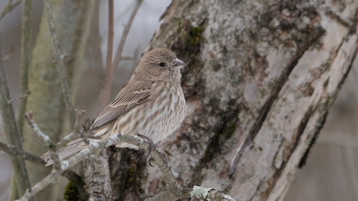 husrosenfink - ML647871066