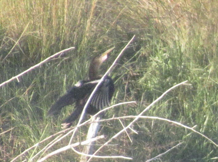 amerikaslangehals - ML647871069