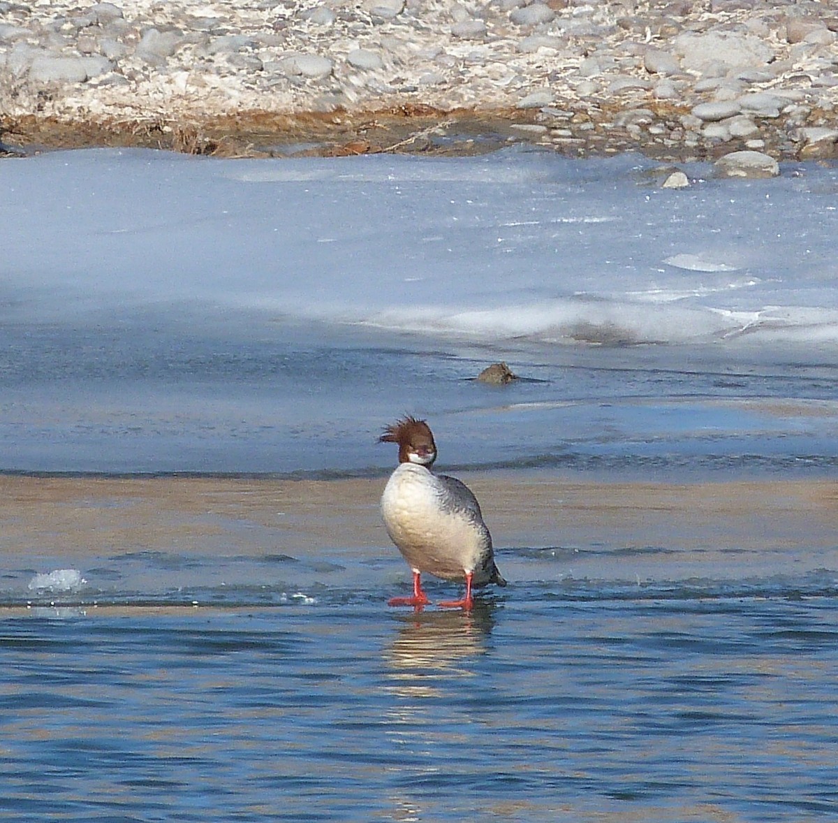 laksand - ML647871073