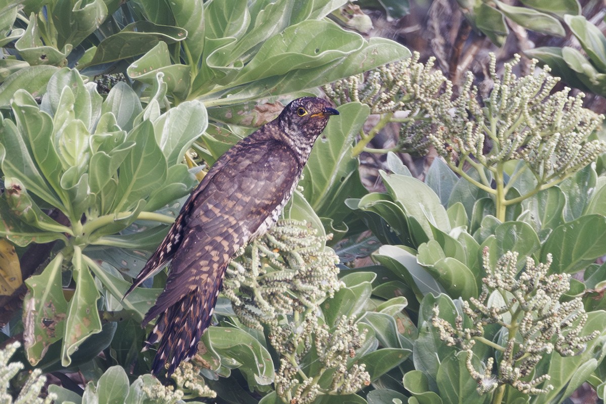 taigagjøk - ML647871081