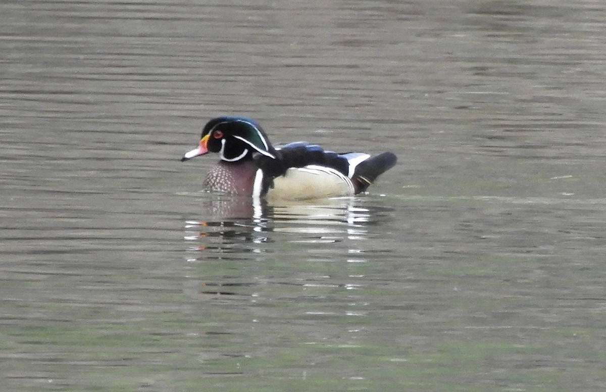 brudeand - ML647871085