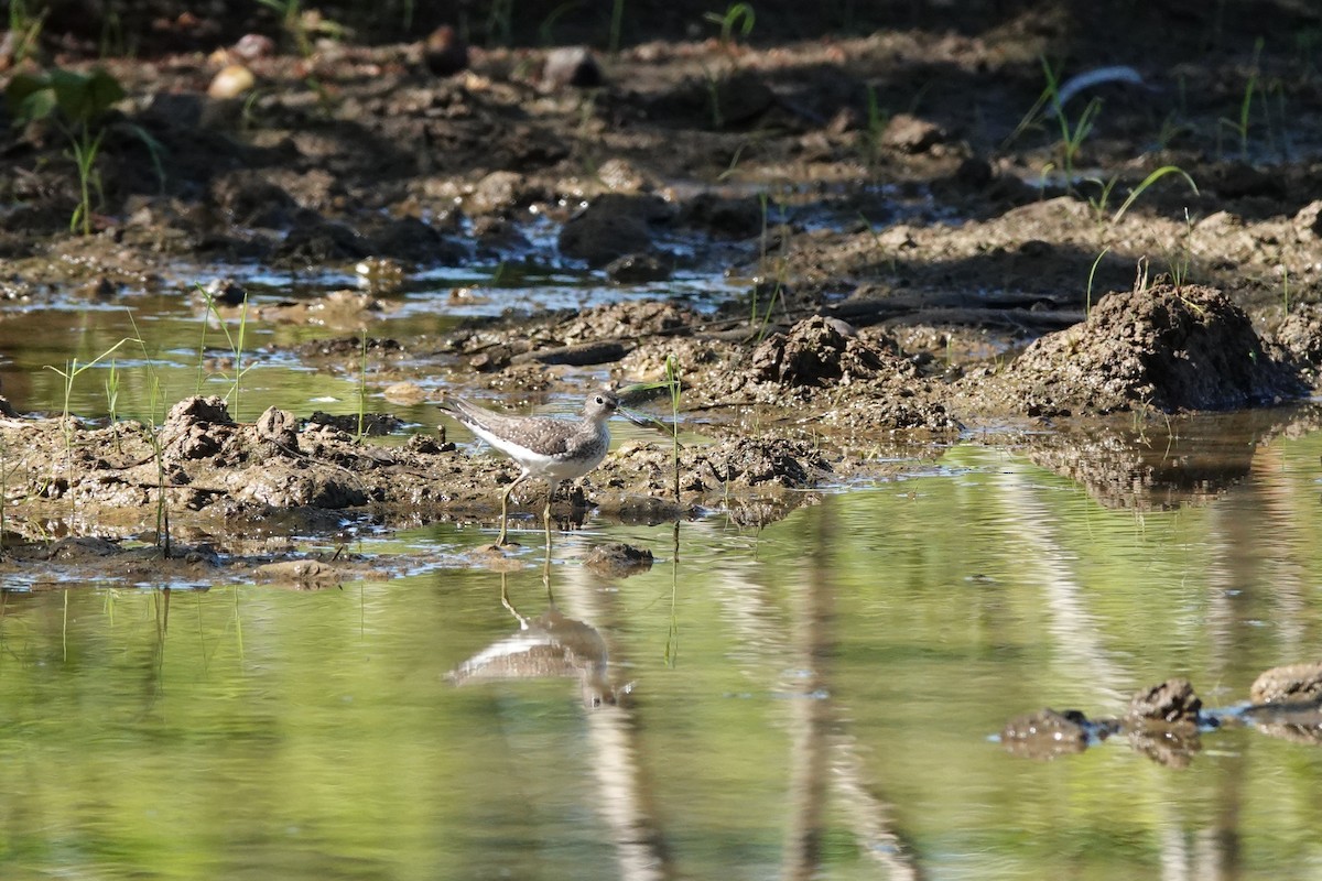 コシグロクサシギ - ML647871091