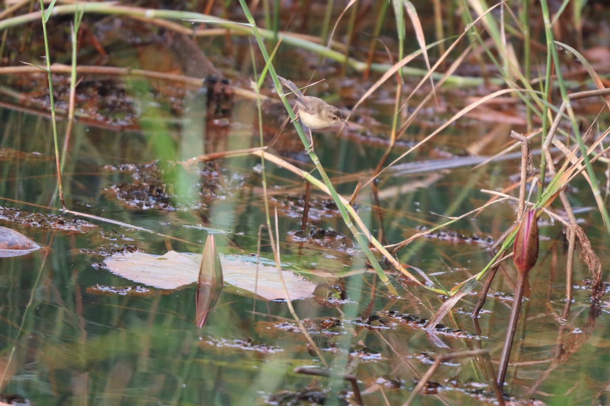 Prinia Sencilla - ML647871102