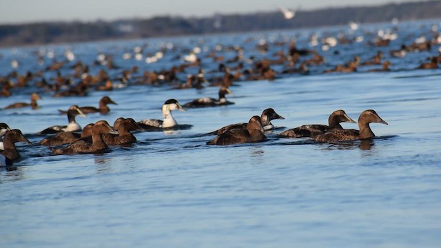 Common Eider - ML647871106