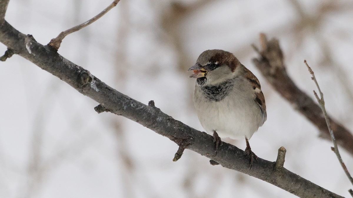 דרור הבית - ML647871107
