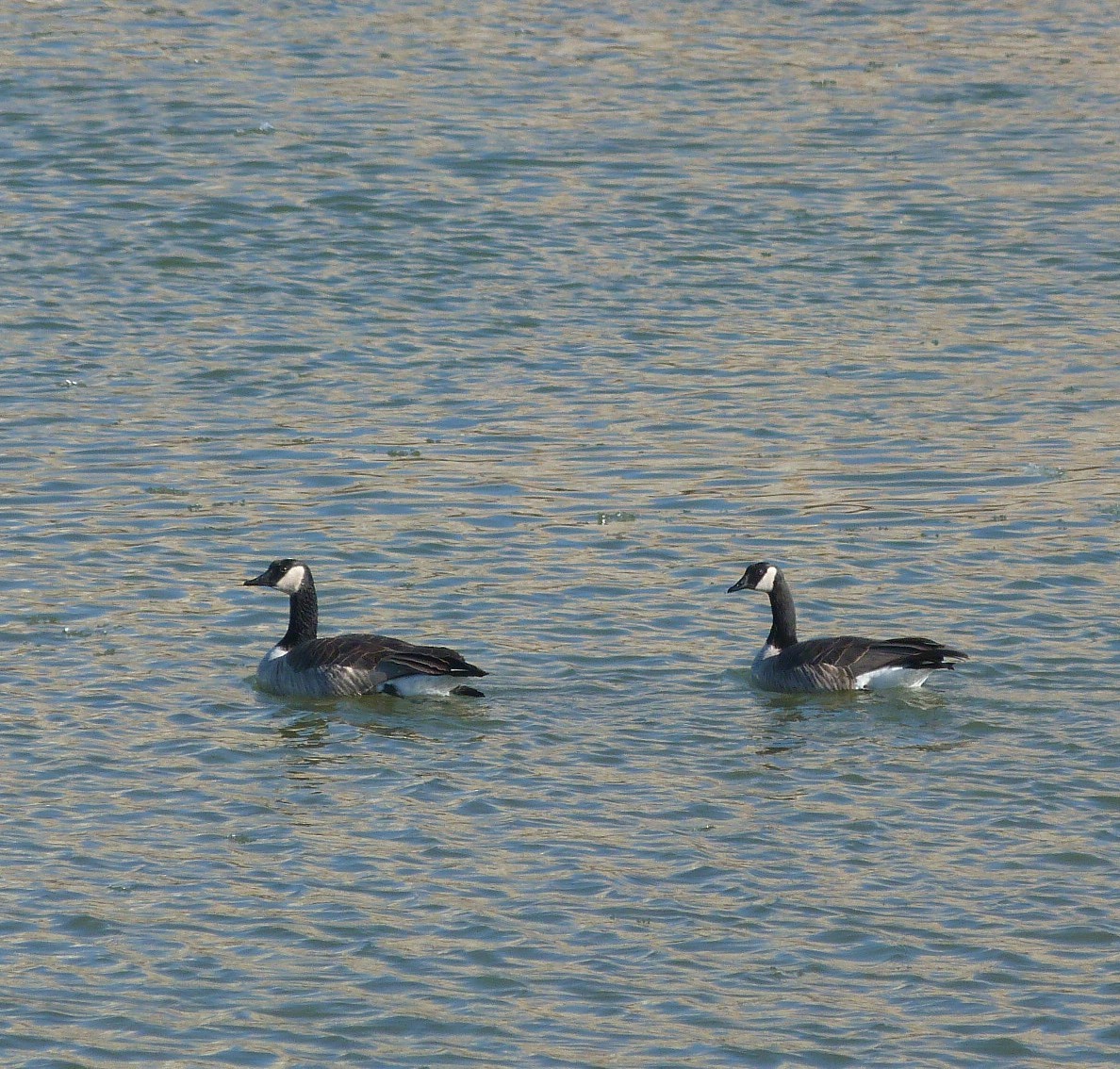 Barnacla Canadiense Grande - ML647871143