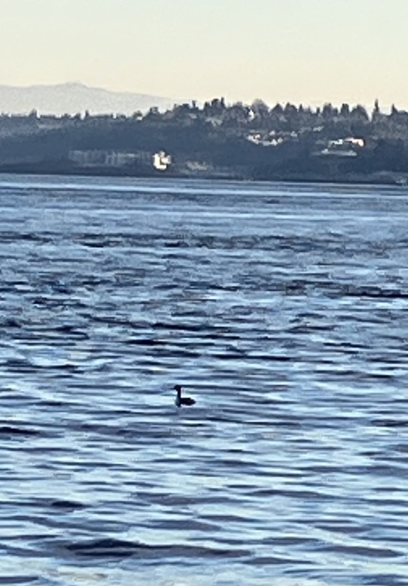 Horned Grebe - ML647871148