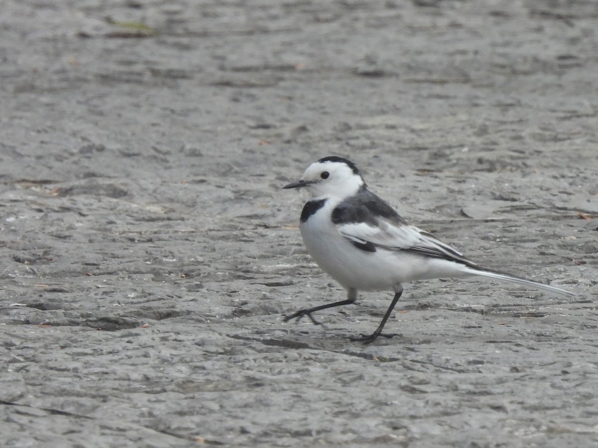 Bergeronnette grise - ML647871193