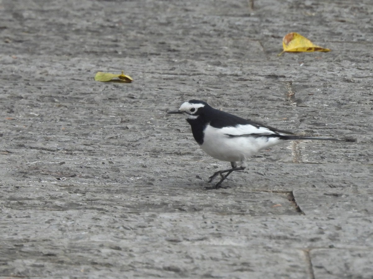 Bergeronnette grise - ML647871194