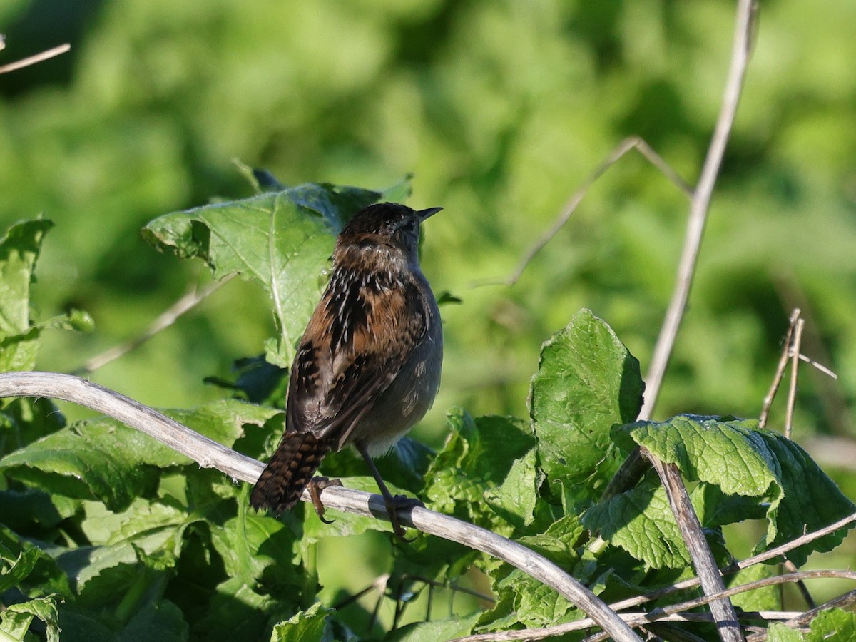 Troglodyte des marais - ML647871195
