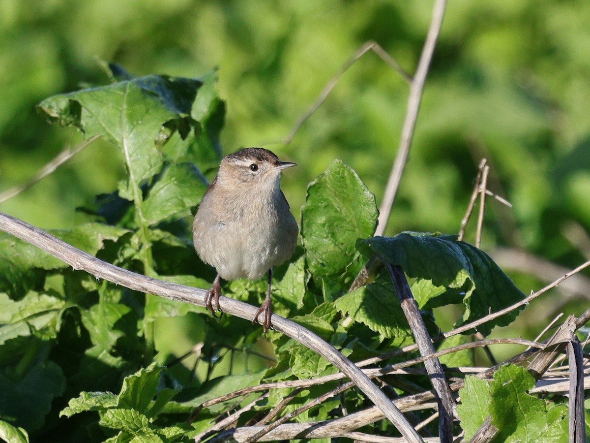 Troglodyte des marais - ML647871196