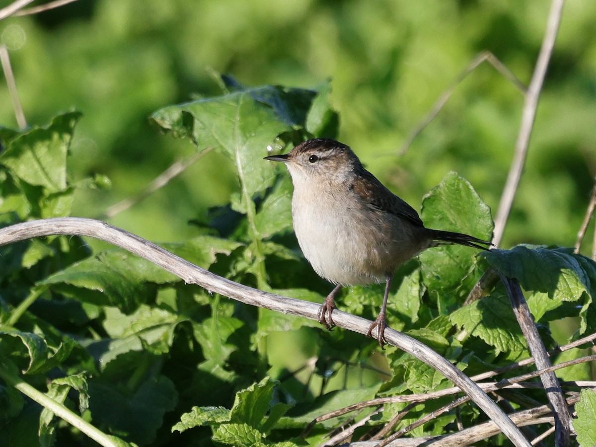 Troglodyte des marais - ML647871197