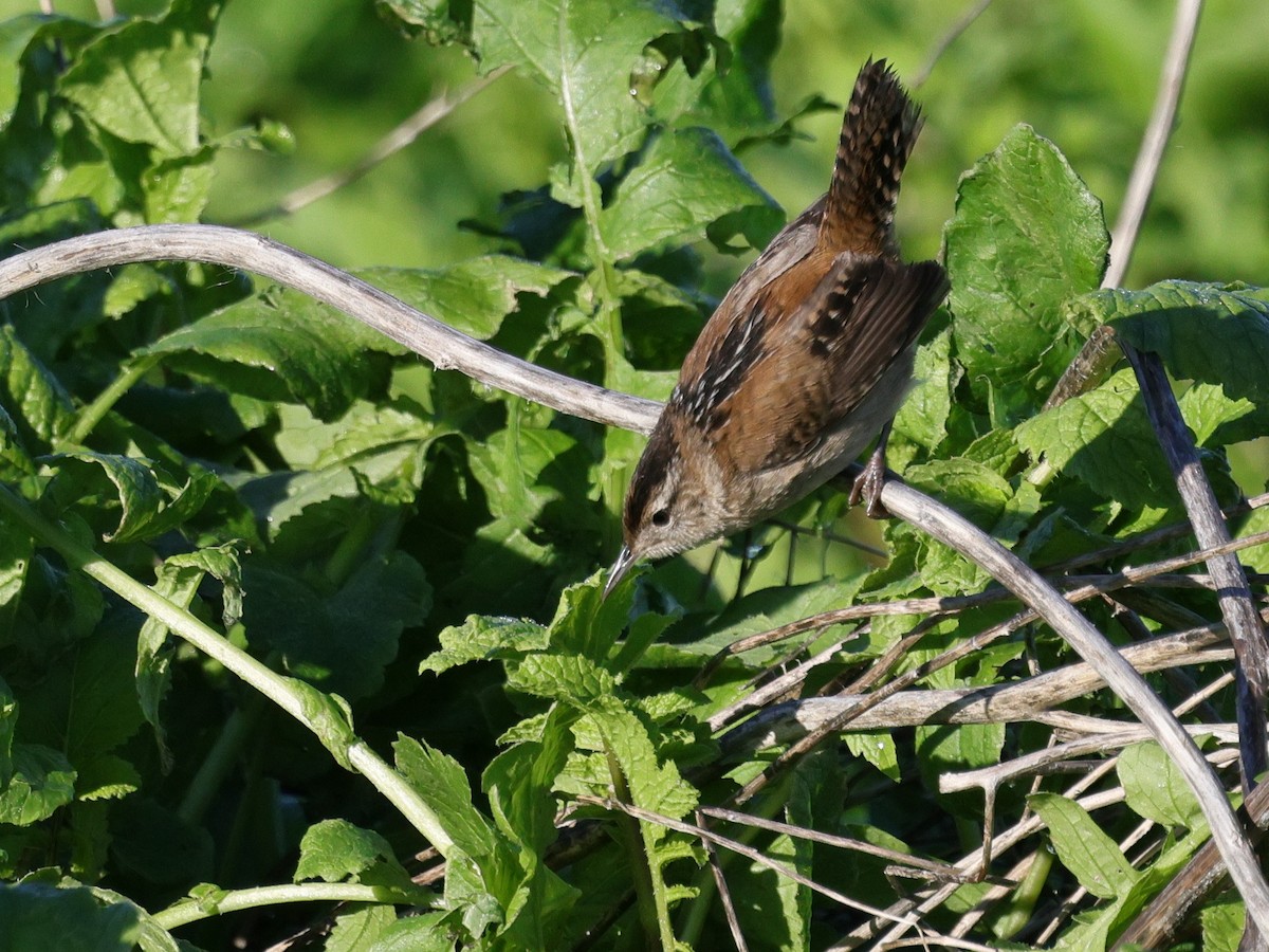 Troglodyte des marais - ML647871198