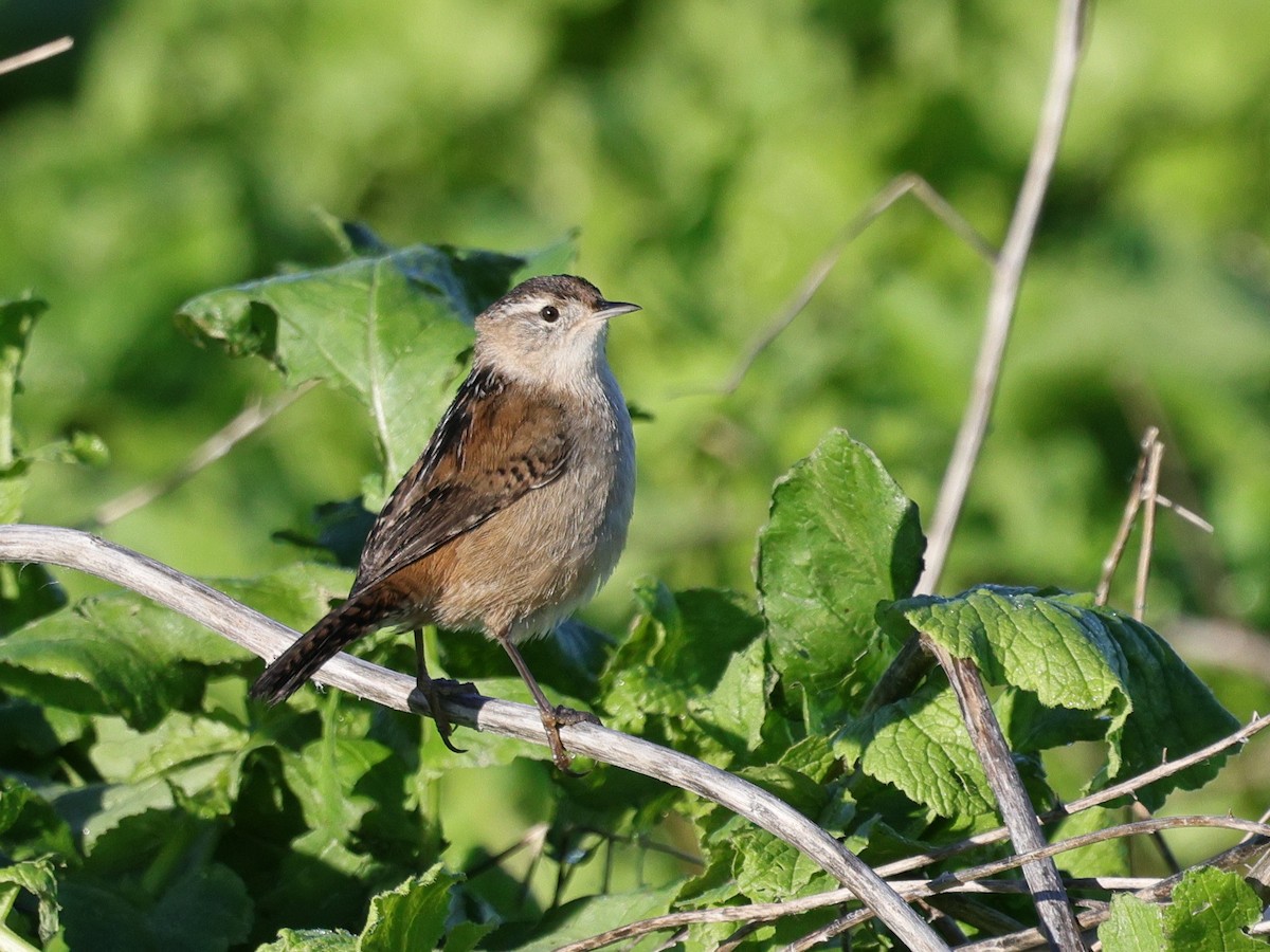 Troglodyte des marais - ML647871199
