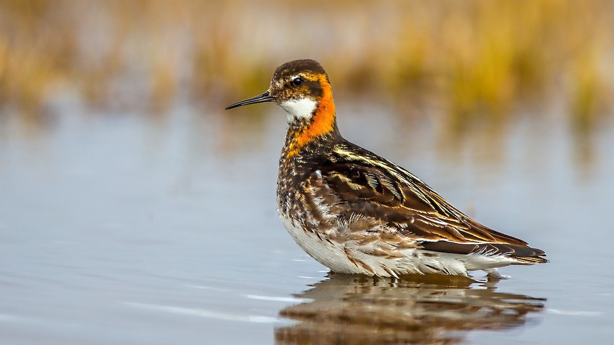 Red-necked Phalarope - ML64787121