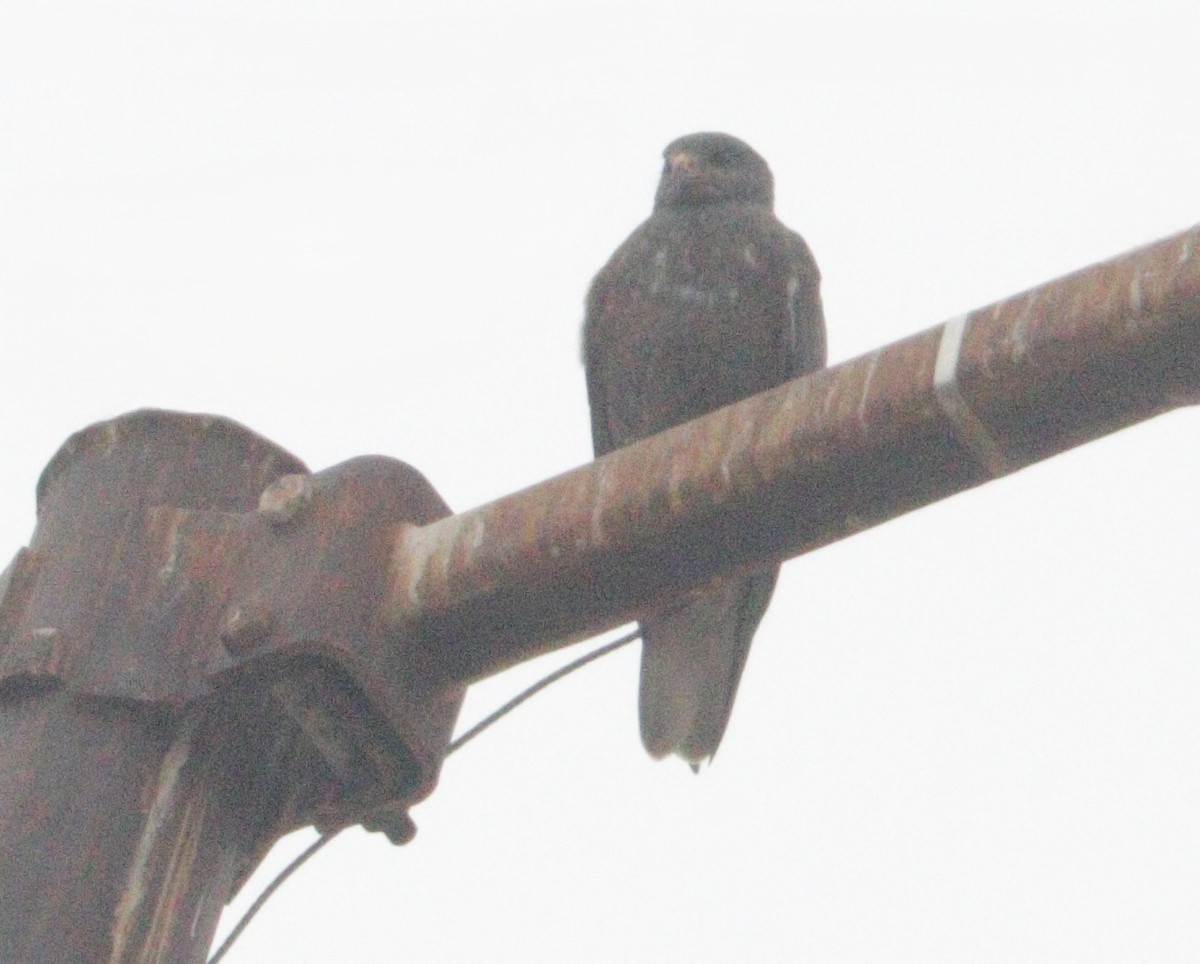 kongevåk - ML647871233