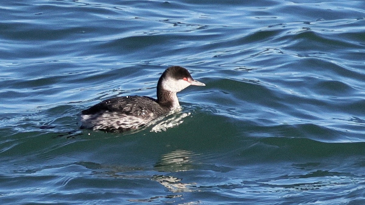 Grèbe esclavon - ML647871241