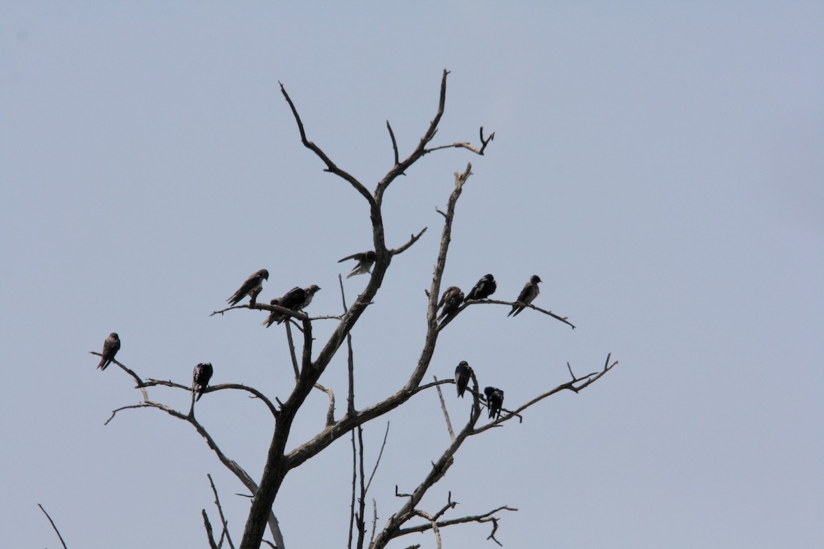 Purple Martin - ML647871263