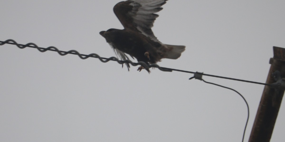 kongevåk - ML647871264