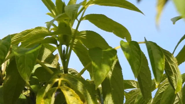 Rainbow Starfrontlet - ML647871265