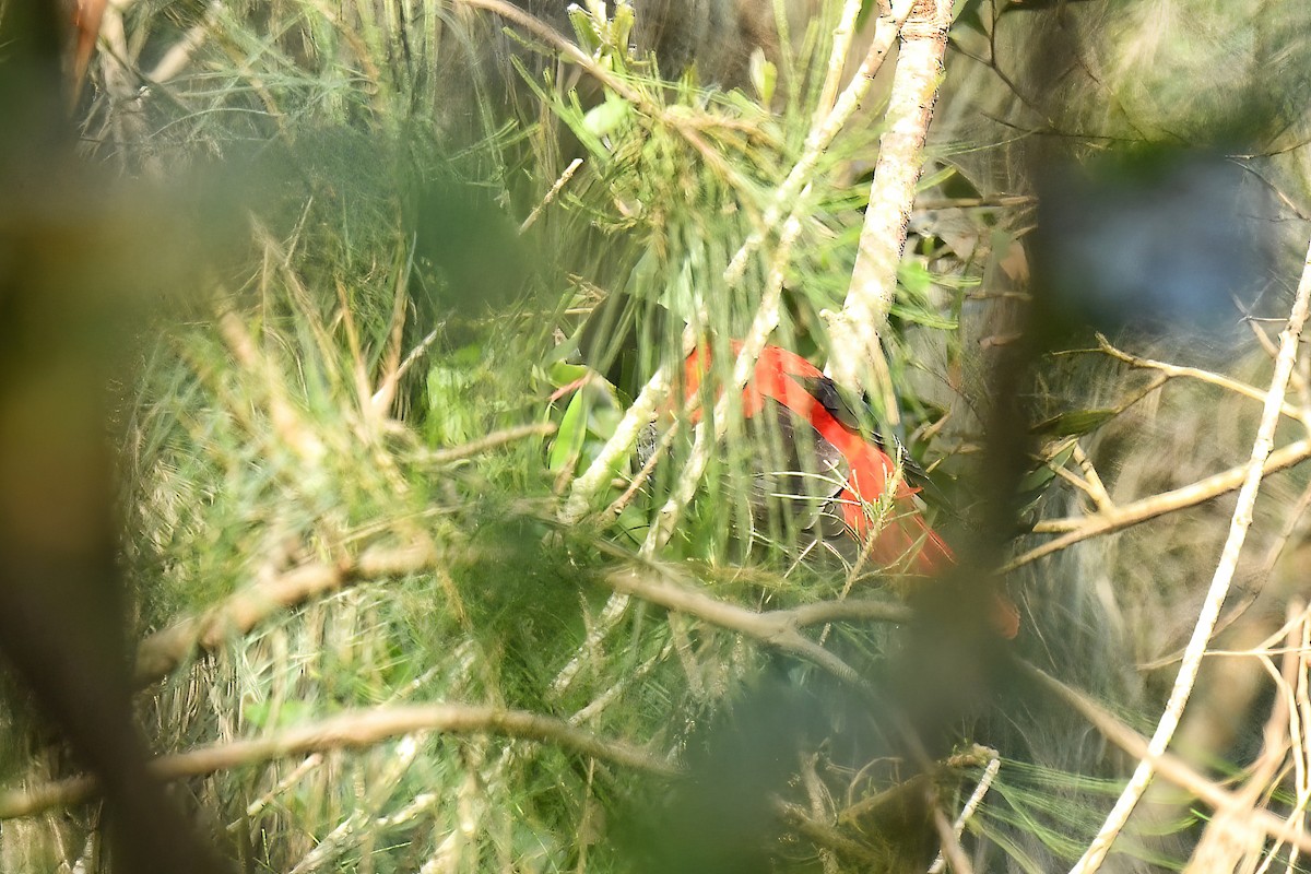 ヒゴロモ - ML647871274