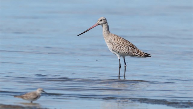 Bar-tailed Godwit (Siberian) - ML647871283