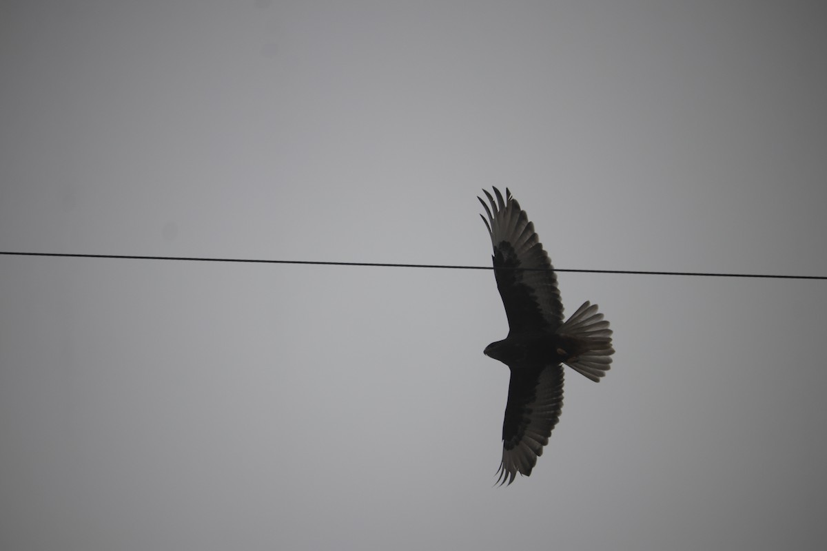 kongevåk - ML647871284