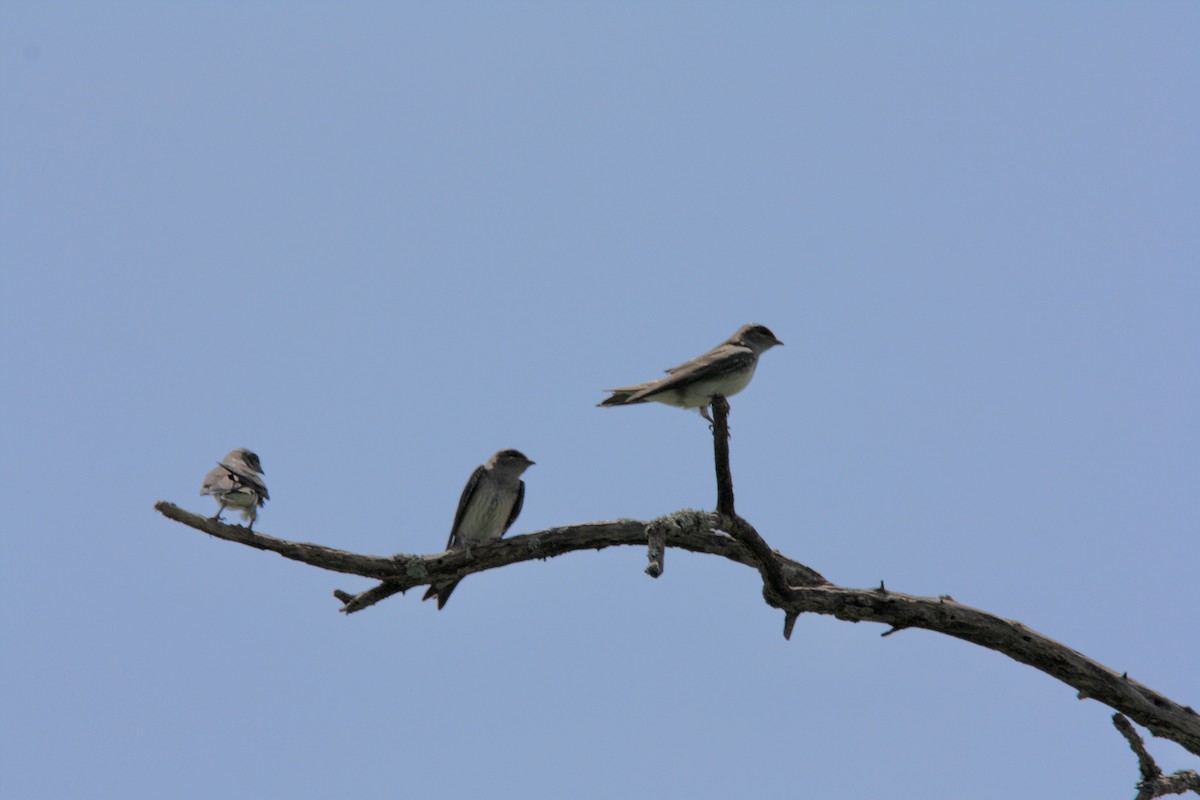 Purple Martin - ML647871286