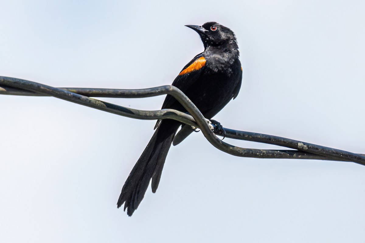 Variable Oriole - ML647871294