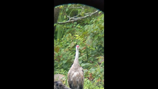 Sandhill Crane - ML647871296