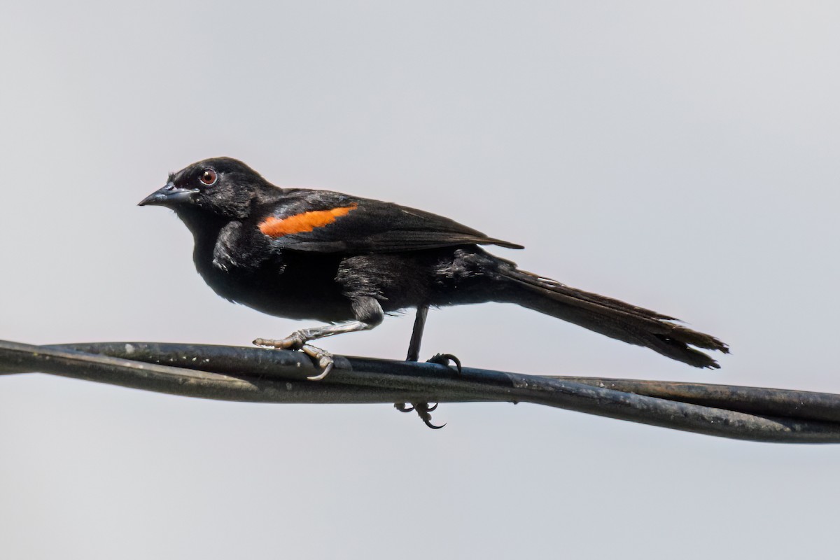 Variable Oriole - ML647871310