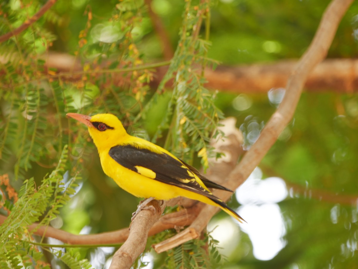 Вивільга індійська - ML647871323