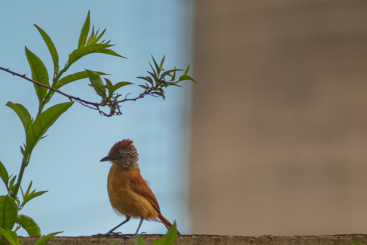 Barred Antshrike - ML647871324