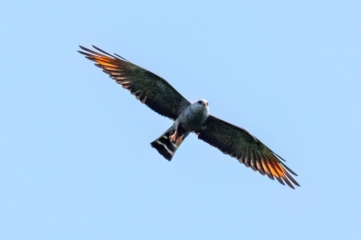 Plumbeous Kite - ML647871328