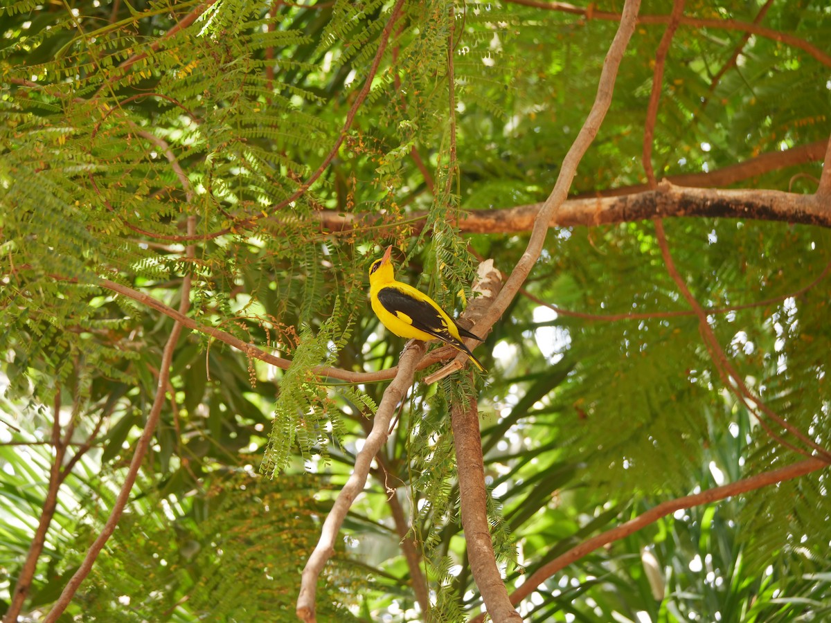 Вивільга індійська - ML647871337