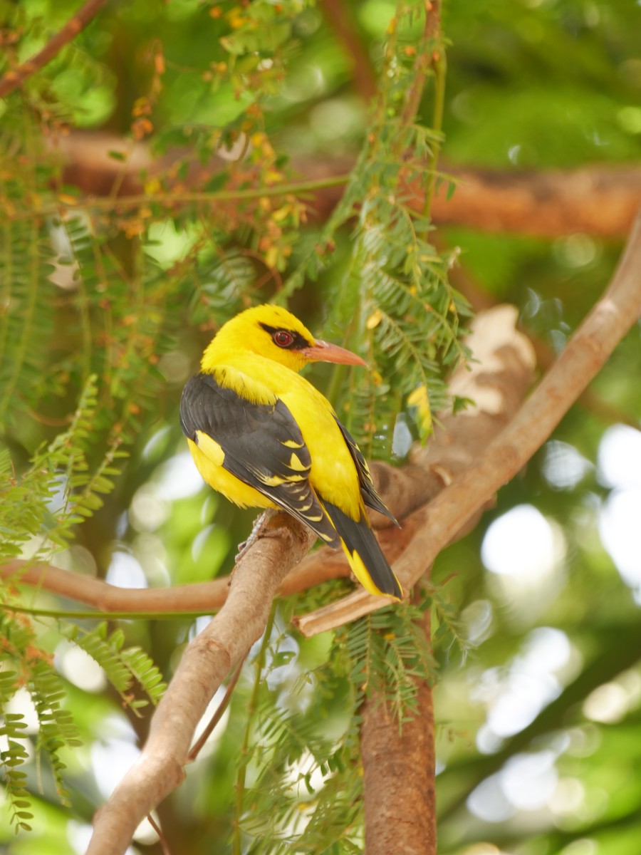 Вивільга індійська - ML647871344