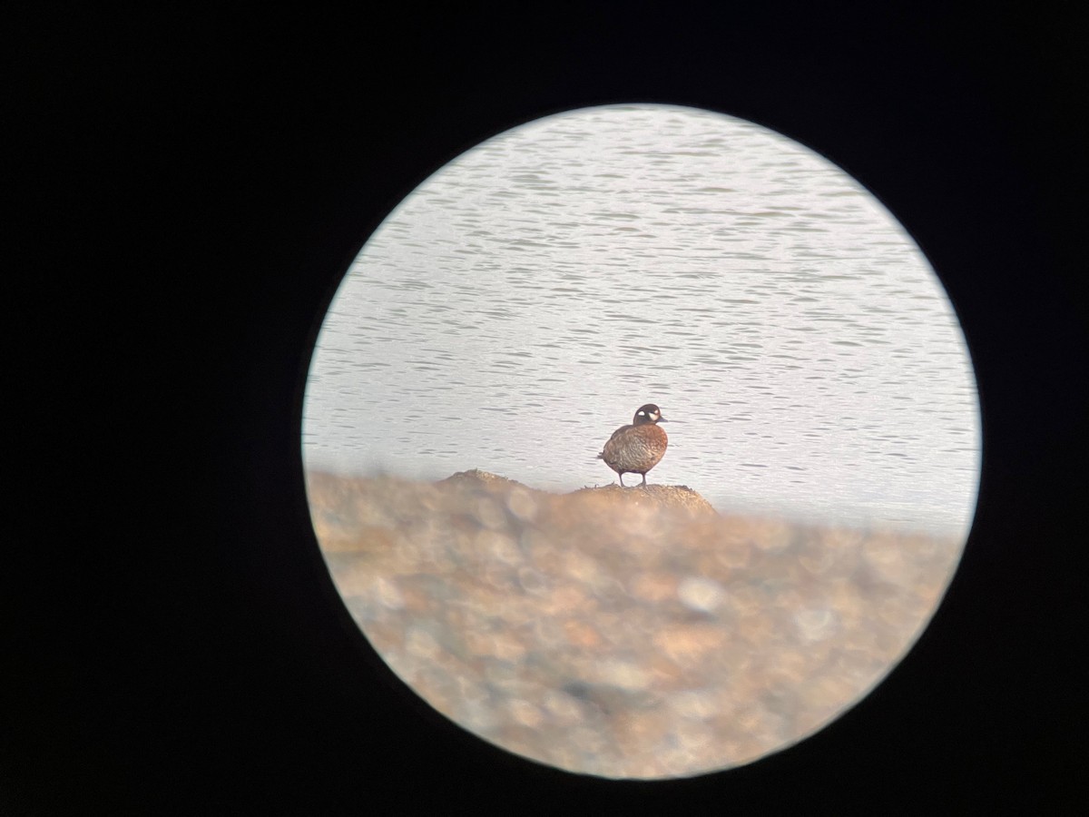 Palyaço Ördeği - ML647871364