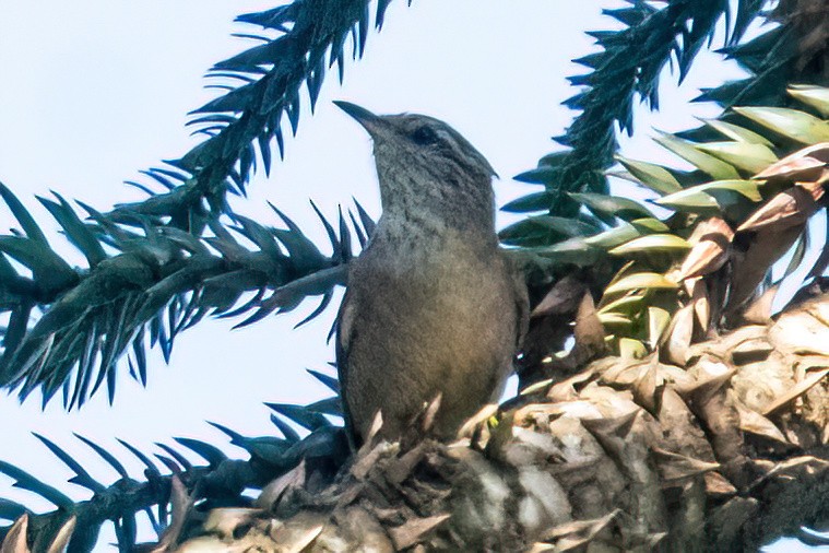 Araucaria Tit-Spinetail - ML647871370