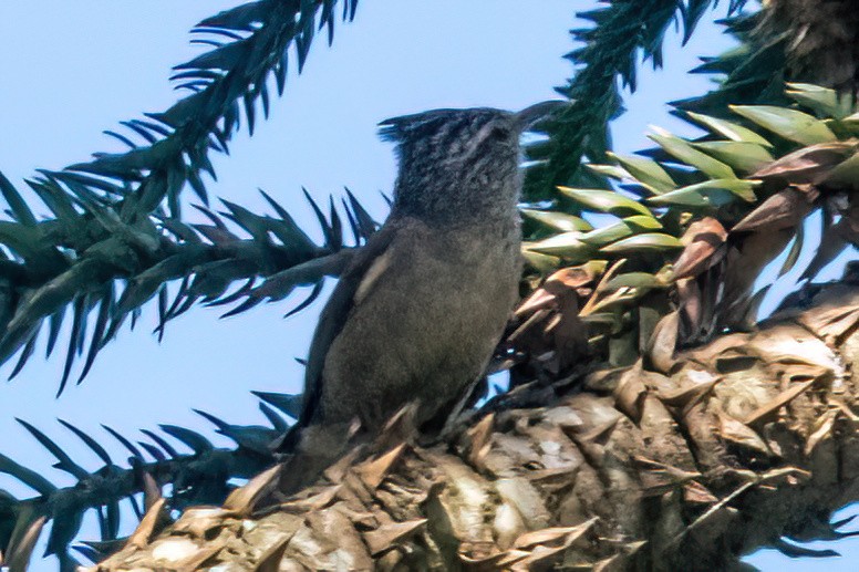 Araucaria Tit-Spinetail - ML647871383