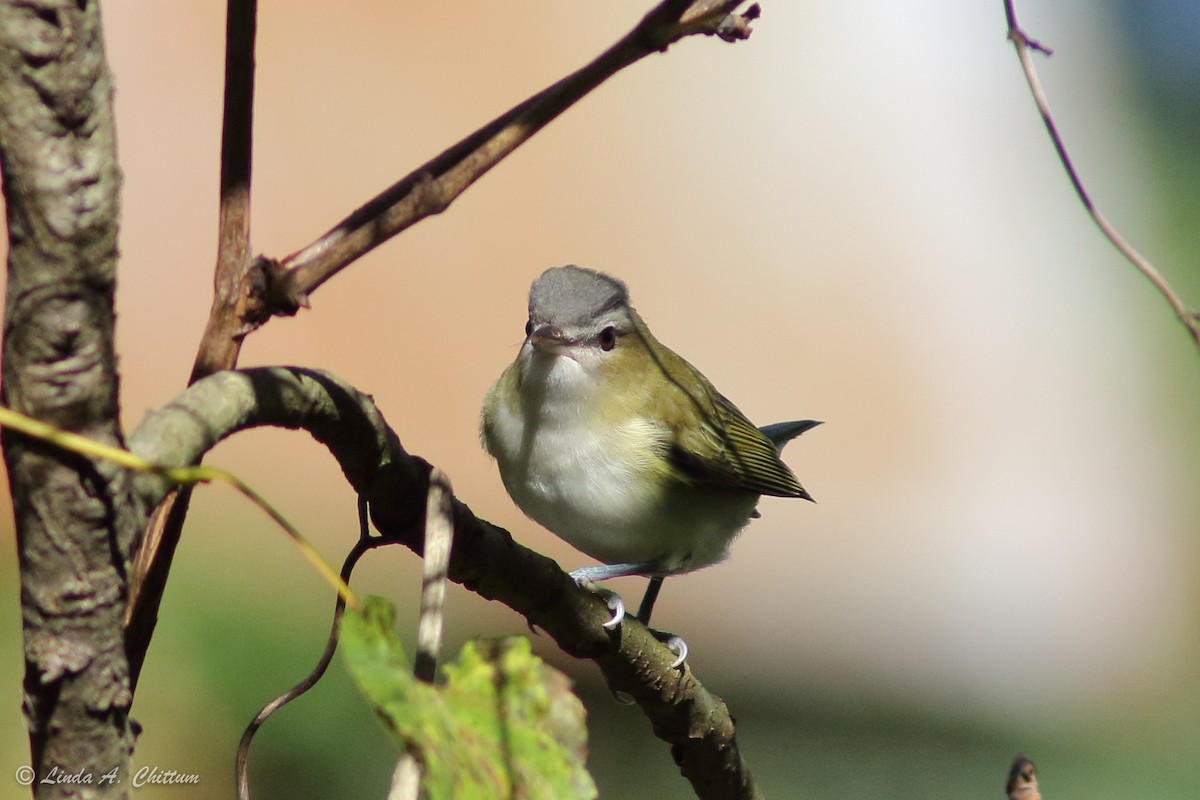 Красноглазый виреон - ML647871388