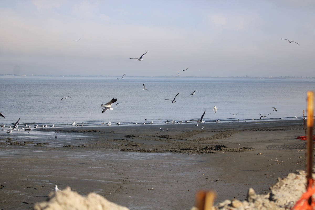 ワライカモメ - ML647871399