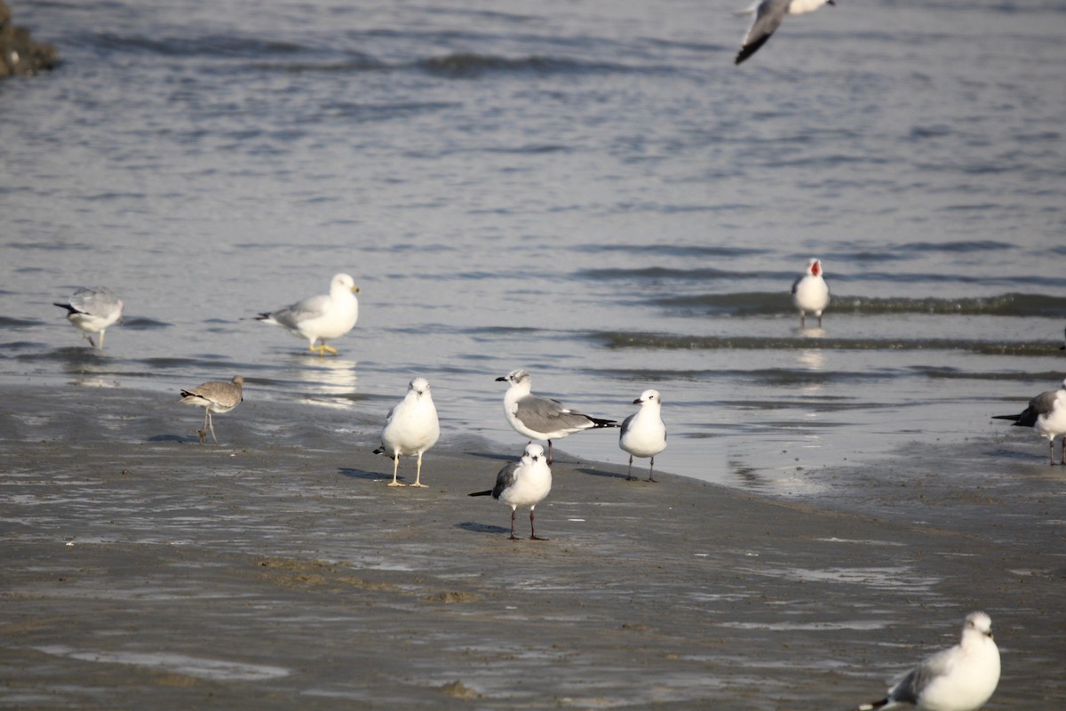 ワライカモメ - ML647871400