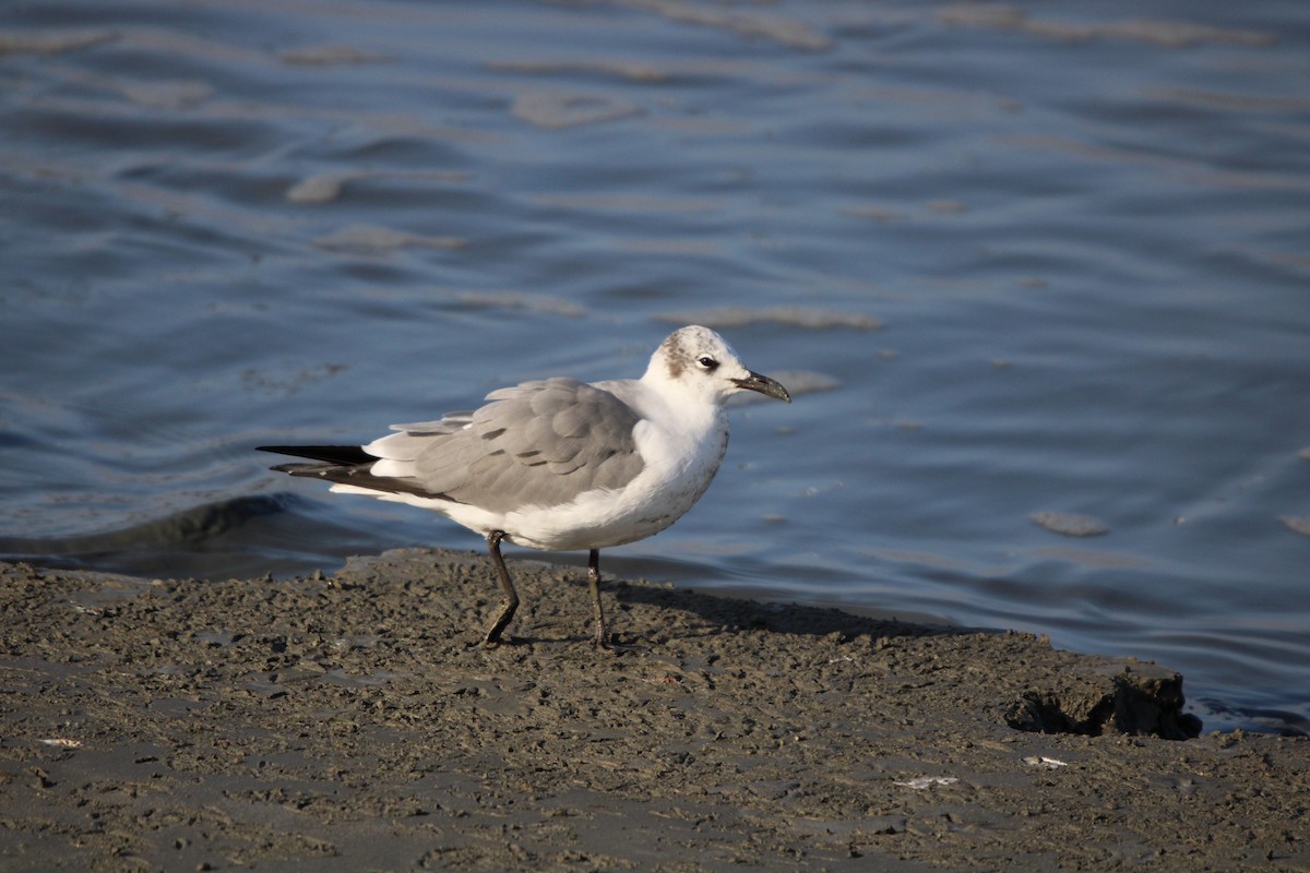 ワライカモメ - ML647871401