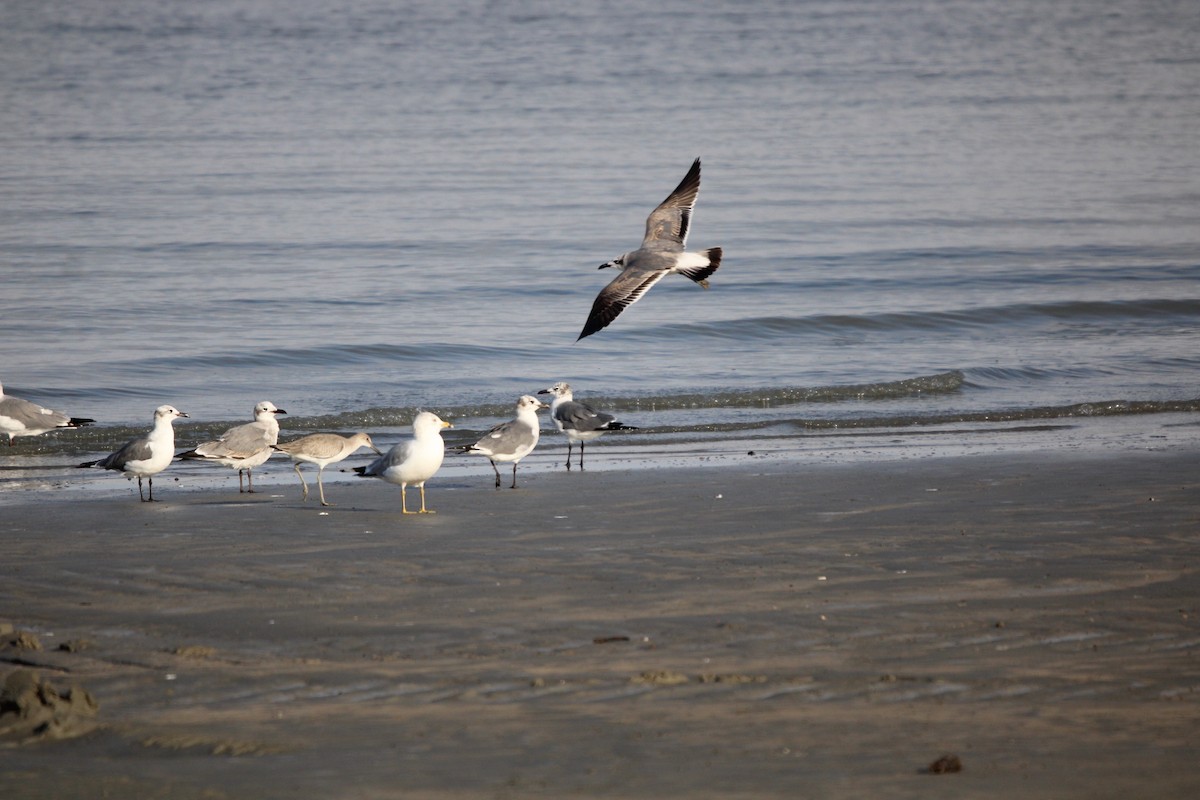 ワライカモメ - ML647871402