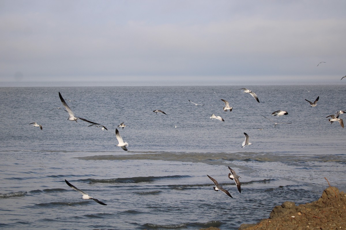 ワライカモメ - ML647871405