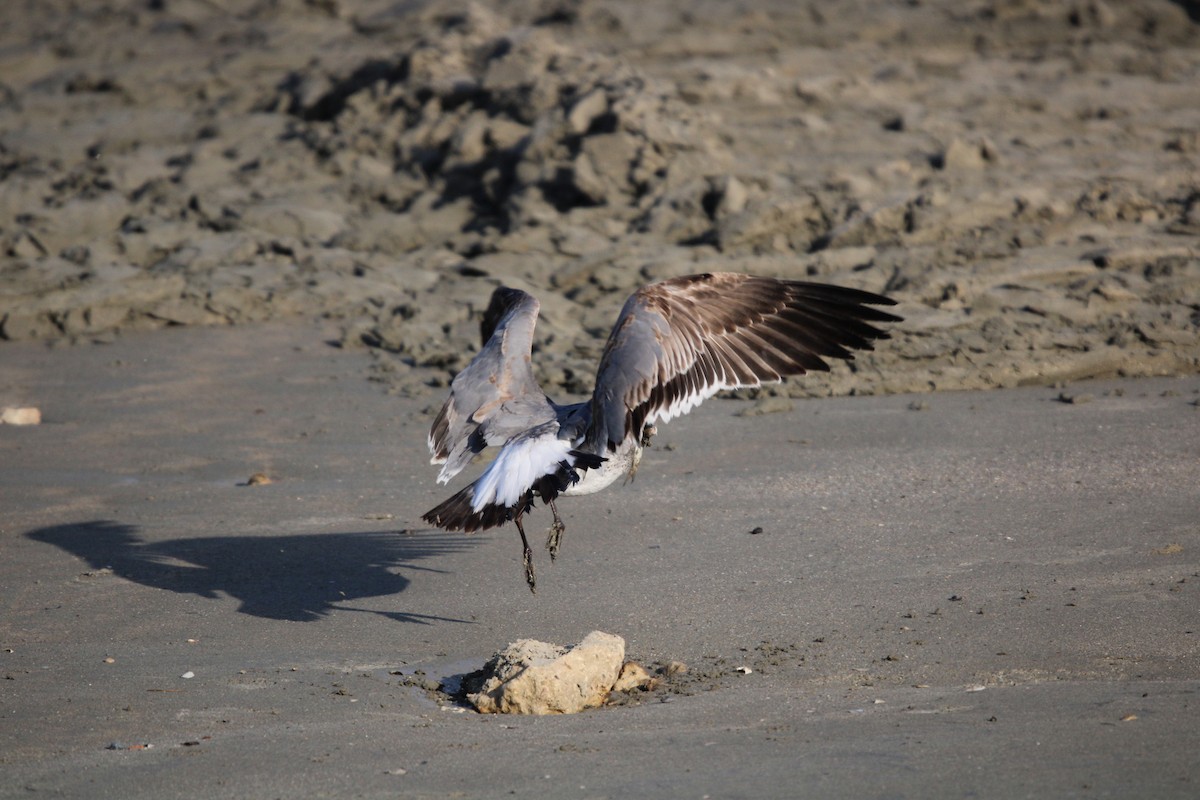 ワライカモメ - ML647871406